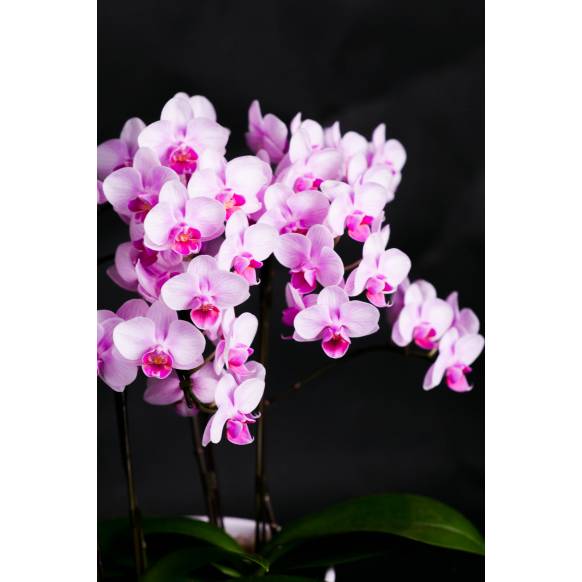 ミディ胡蝶蘭(ピンク)3本立ち