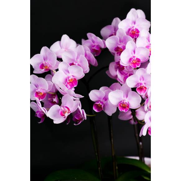 ミディ胡蝶蘭(ピンク)3本立ち