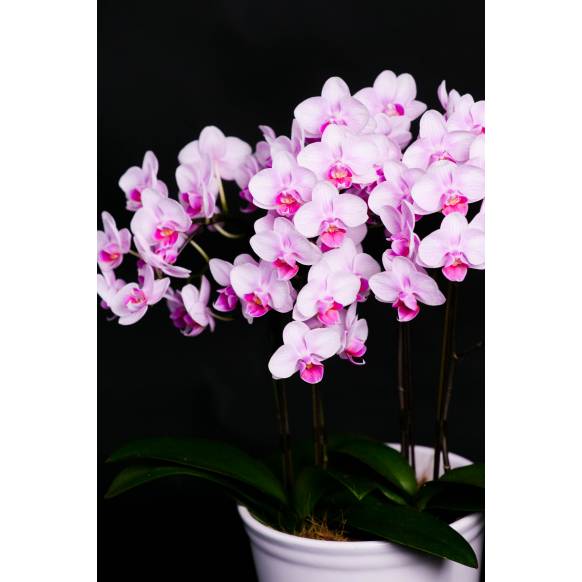 ミディ胡蝶蘭(ピンク)3本立ち