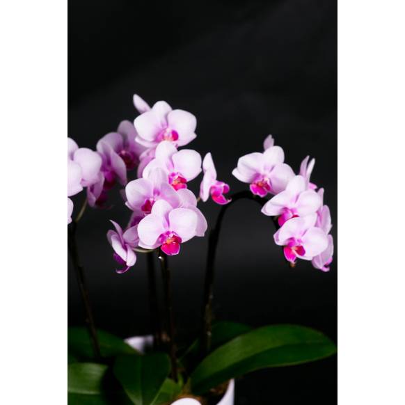 ミディ胡蝶蘭(ピンク)3本立ち