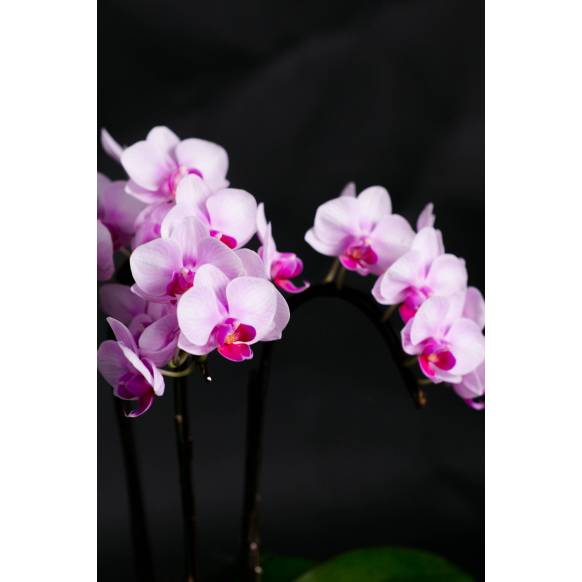 ミディ胡蝶蘭(ピンク)3本立ち