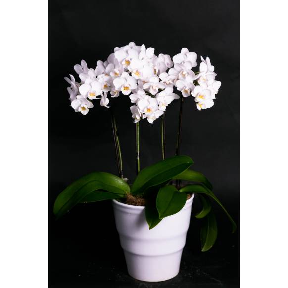 ミディ胡蝶蘭(白)3本立ち