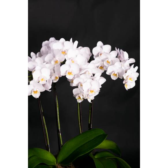 ミディ胡蝶蘭(白)3本立ち