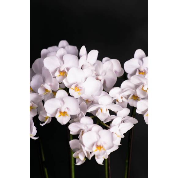 ミディ胡蝶蘭(白)3本立ち